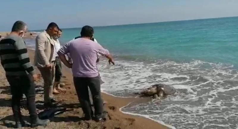 Balıkçı ağlarına takılan caretta caretta sahile ölü olarak vurdu
