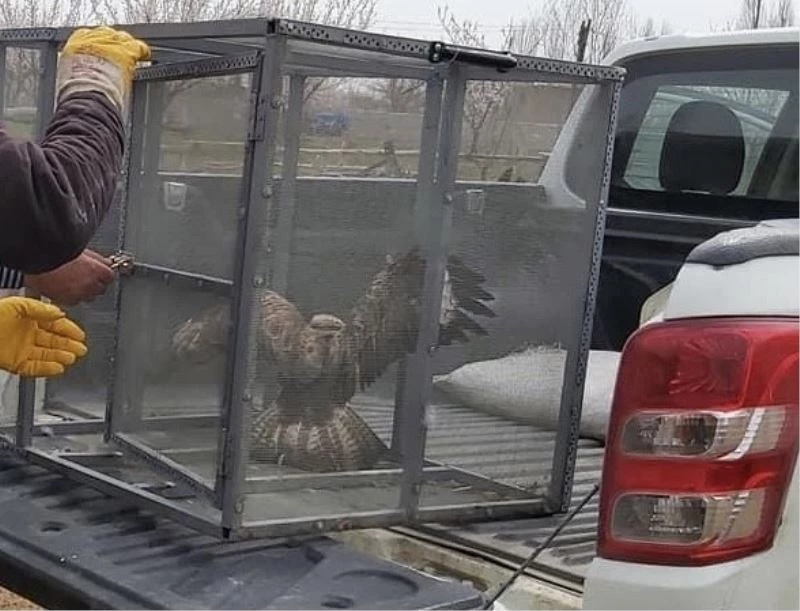 Şahin yırtıcısı doğal ortamına salındı
