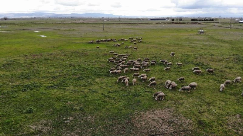 Köyün 3 bin hayvanı var, meraları ellerinden alındı
