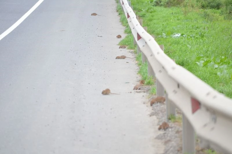 Bunlar da yol basan fareler
