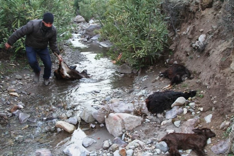 Ayvalık’ta keçi ölümlerinin sebebi parazit
