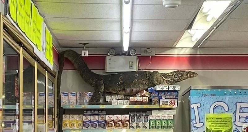 Dev kertenkele girdiği markette paniğe neden oldu
