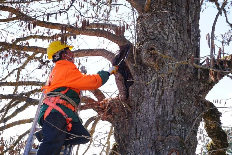 Zamanın 5 asırlık sessiz tanıkları Türk Fındığı ağaçları
