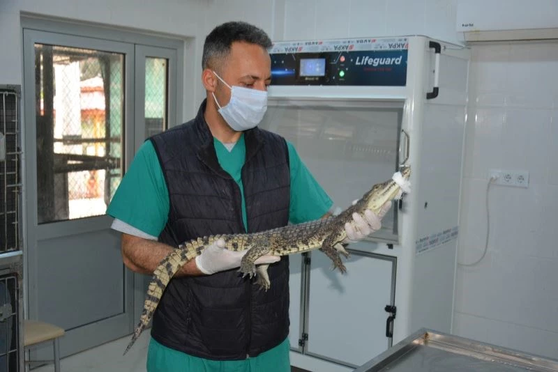 O timsah artık koruma altında
