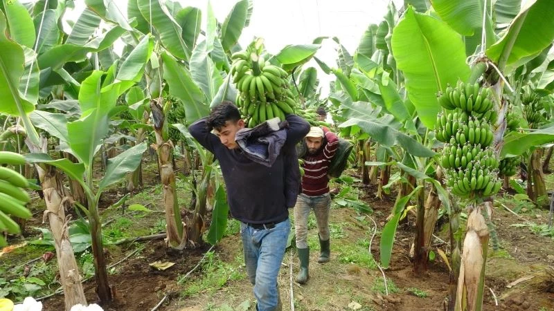 Muzda yüksek rekolte uyarısı
