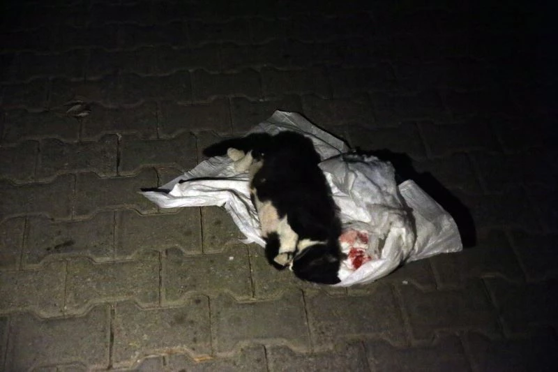 Kundakta bebek var zannettiler kedi çıktı
