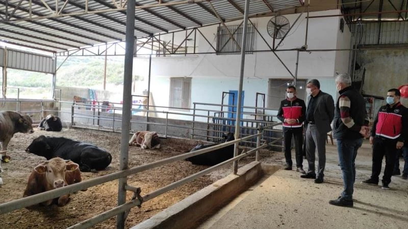Samandağ Kaymakamı Murat Kütük büyükbaş hayvan işletmesini ziyaret etti