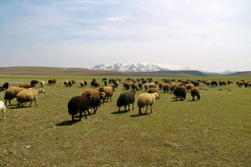 Ağrı’da yaylalar koyun sürüleriyle renklendi
