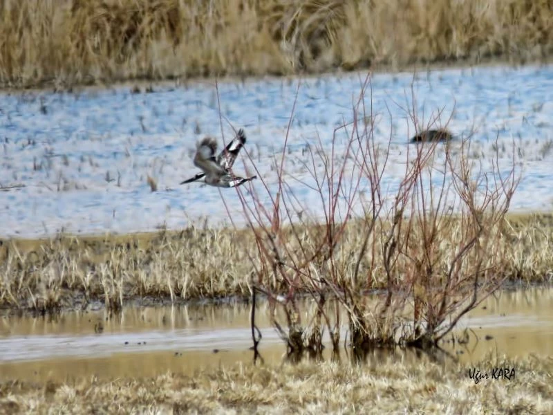 Sultan Sazlığı’nda ilk defa Alaca Yalıçapkını gözlemlendi
