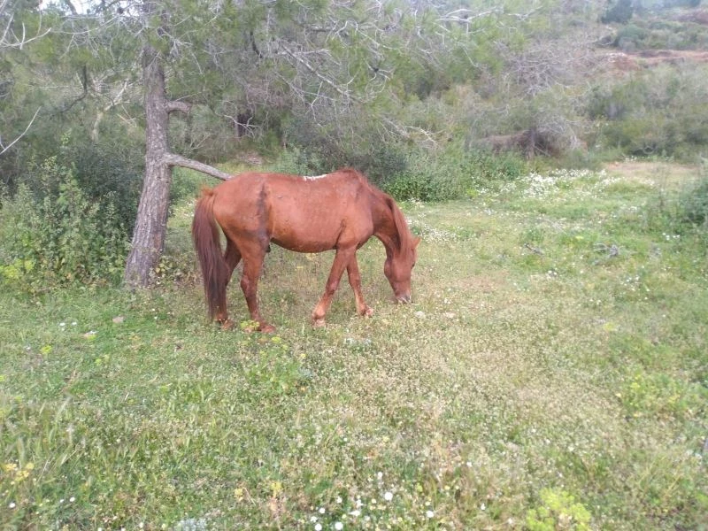 Marmaris’te yaralı atın tedavisi tamamlandı

