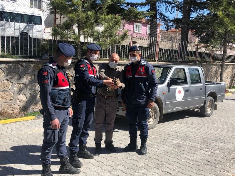 Jandarmanın yaralı halde bulduğu ’Kulaklı Orman Baykuşu’ koruma altına alındı

