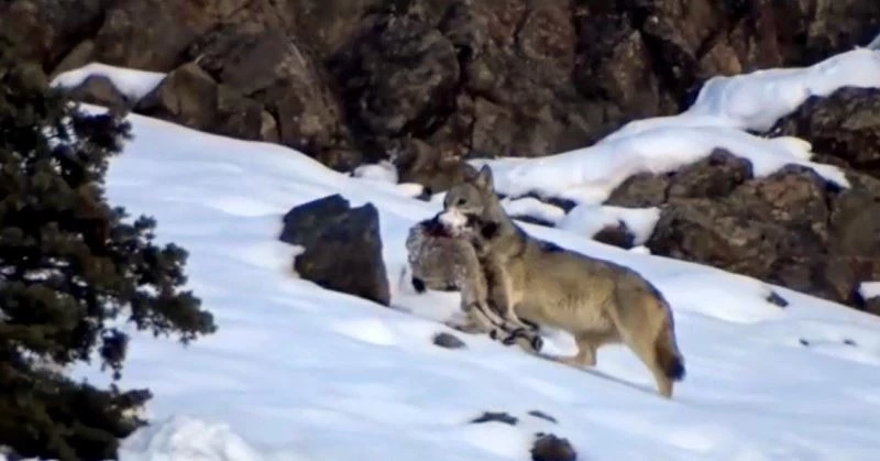 Kurdun dağ keçisi avı kameraya yansıdı
