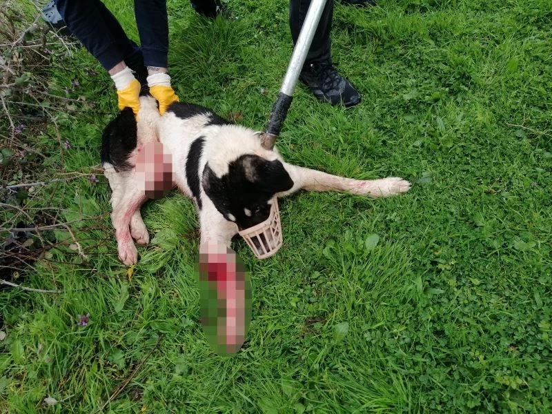 Koyunlarını korumak isterken sokak köpeğini tüfekle yaraladı

