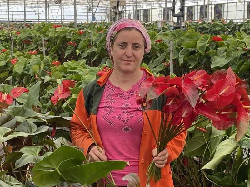 (Özel) Topraksız tarımın en uzun ömürlü çiçeği Antalya’dan Avrupa ülkelerine gönderiliyor
