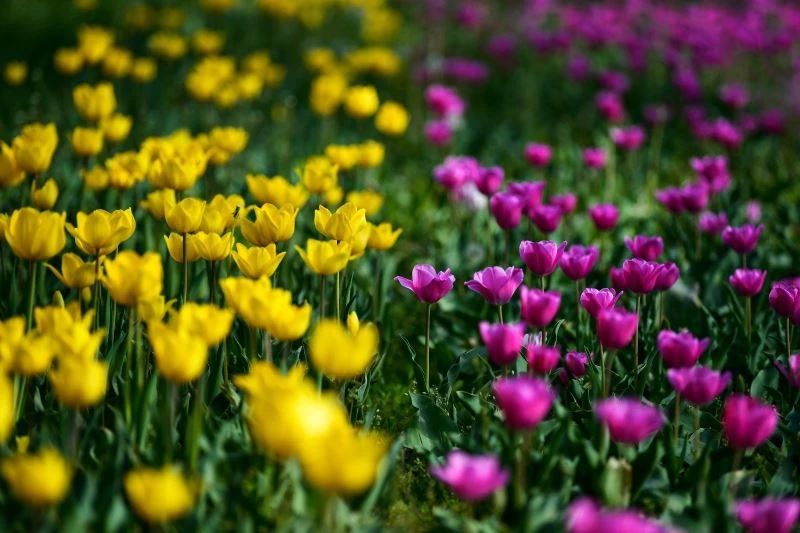Altındağ’a rengarenk laleler
