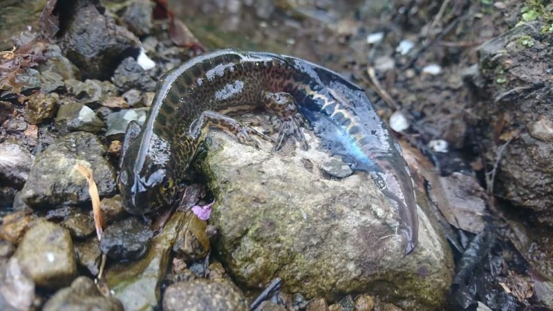 Alaplı’da nesli tükenmekte olan 