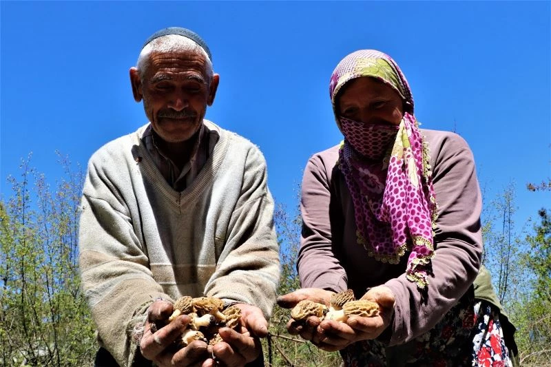 Dedektif gibi mantar arıyorlar, kilosunu 150 TL’den satıyorlar
