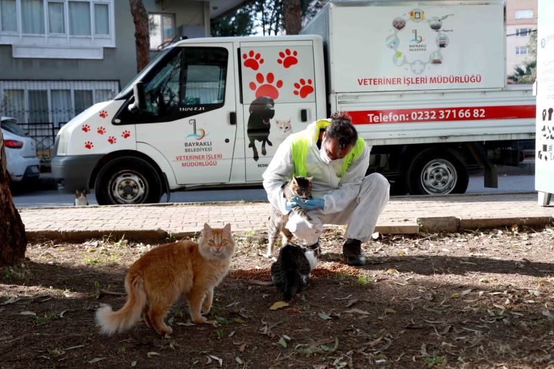 Bayraklı Belediyesi veterinerleri, her gün can dostları besliyor

