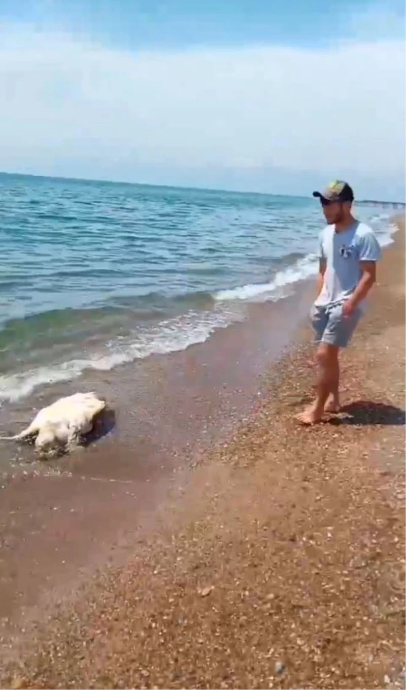 Antalya’da caretta caretta ölüsü sahile vurdu
