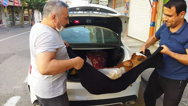 Hasta buzağıyı lüks otomobille kliniğe getirdi
