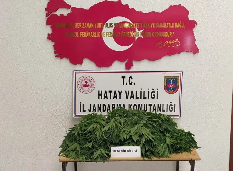 Ormanlık alanda 378 kök Hint keneviri ele geçirildi