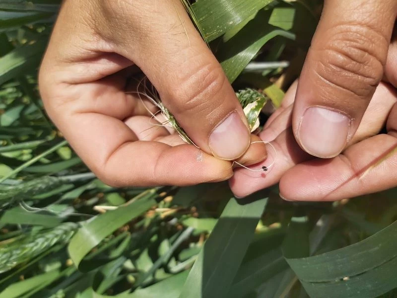 Siirt’te süne ile mücadele çalışması
