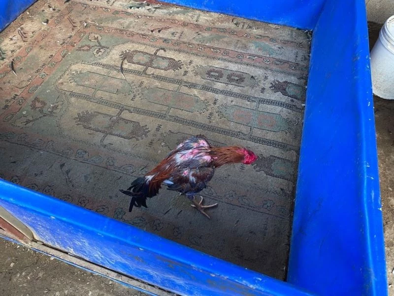 Osmaniye’de evde horoz dövüşüne suçüstü