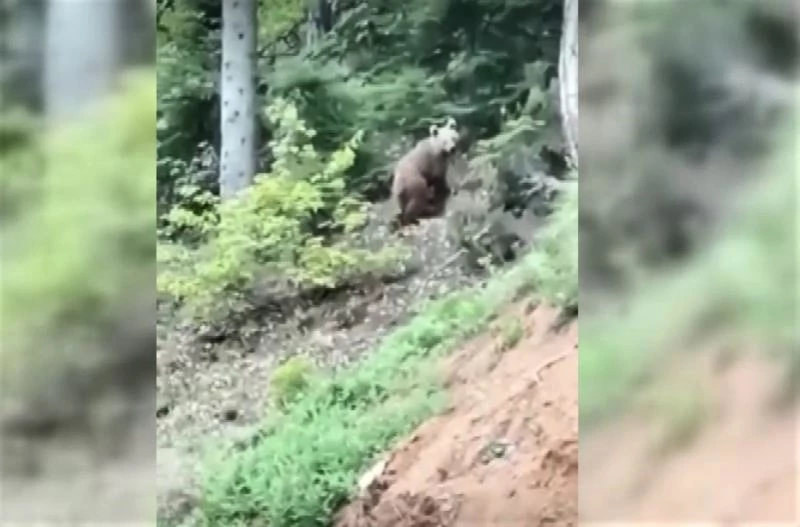 Karşılaştıkları yavru ayıyı evine davet etti
