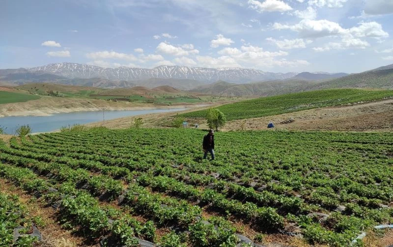 Ot bitmeyen tarlalarda şimdi 