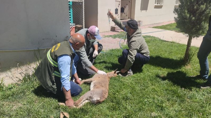 Tellere takılan yaban keçisi tedavi altına alındı
