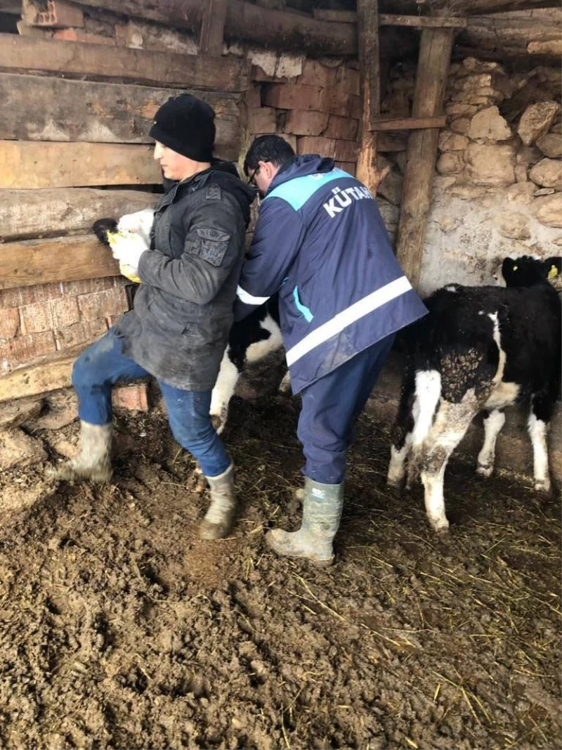 Altıntaş’ta büyükbaş ve küçükbaş hayvanlara küpeleme ve aşılama çalışmaları
