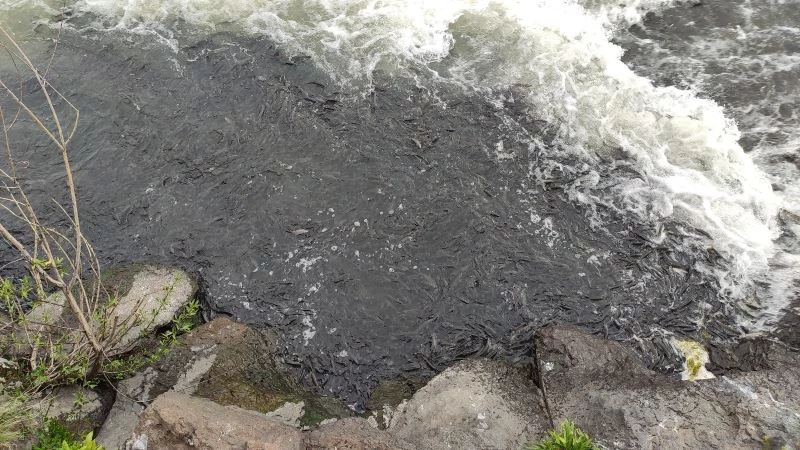 İnci kefalinin zorlu göçü sürüyor
