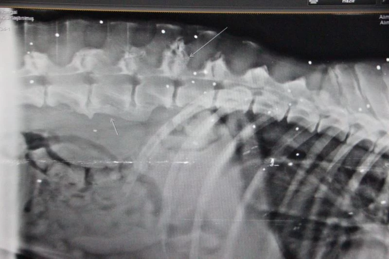 Röntgen çekilince ortaya çıktı, görenler şok oldu
