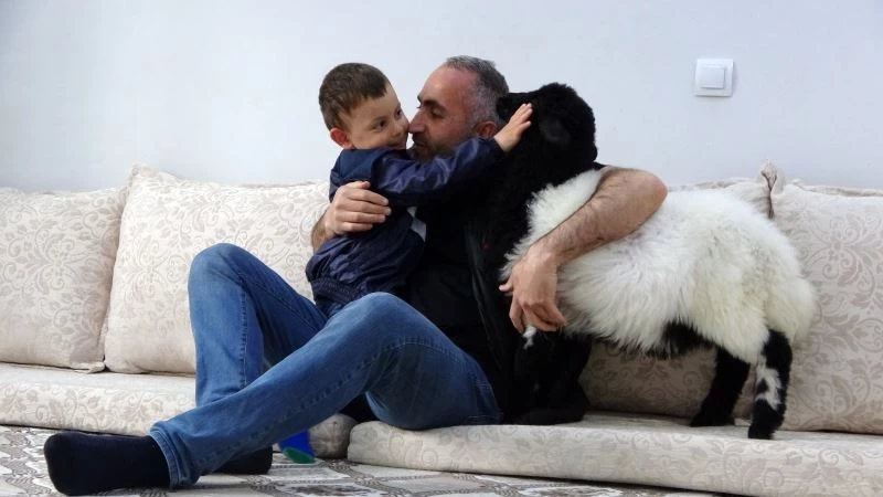(Özel) Biberonla beslediği kuzu şimdi evin maskotu oldu
