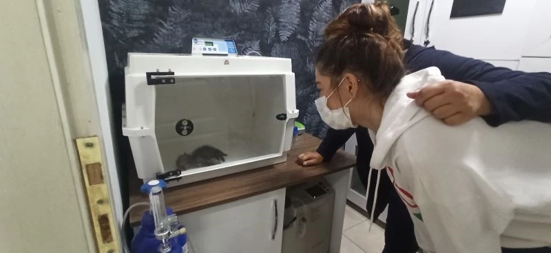 Yavru tilkinin tedavisini gözyaşları ile izlediler
