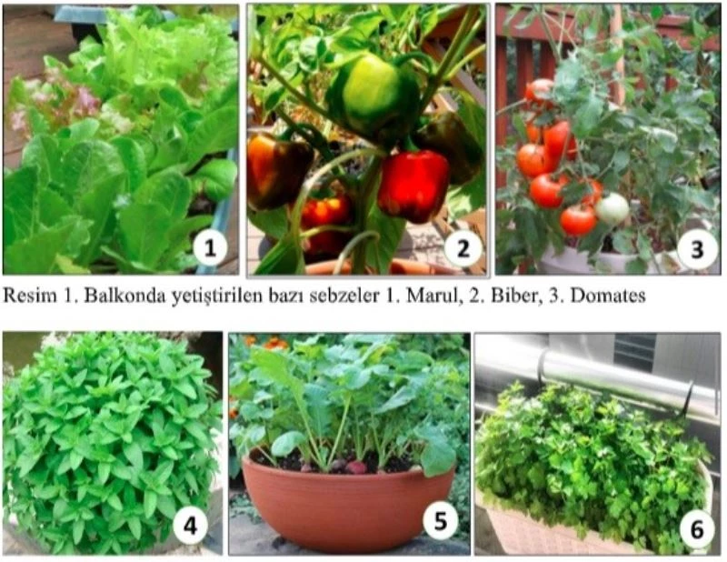 Pandemide balkon sebzeciliği psikolojiyi düzeltiyor
