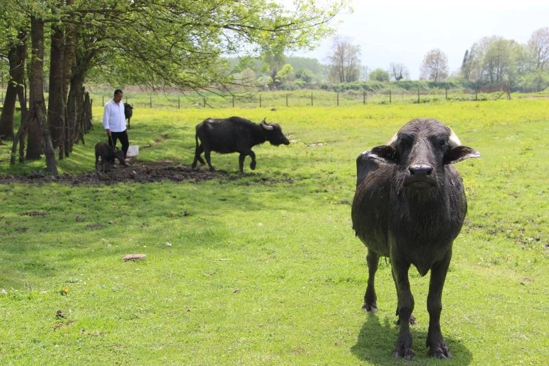 Mandalar çamura yatmaya başladı
