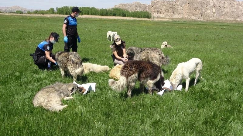 Tam kapanmada aç kalan hayvanlar polise emanet
