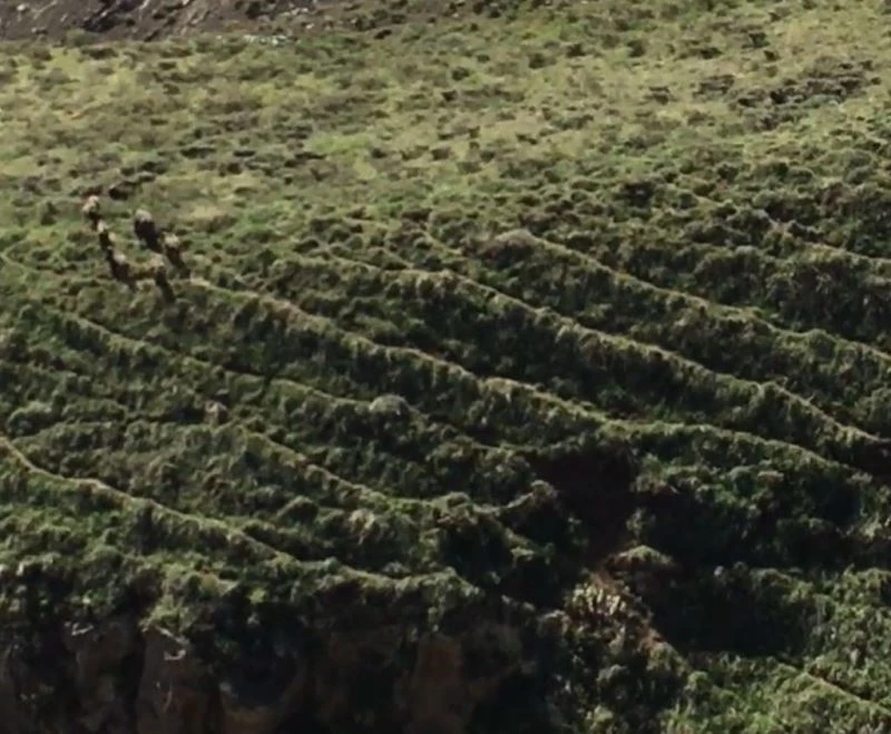 Uçkun toplayan vatandaşlar domuz sürüsünü görüntüledi
