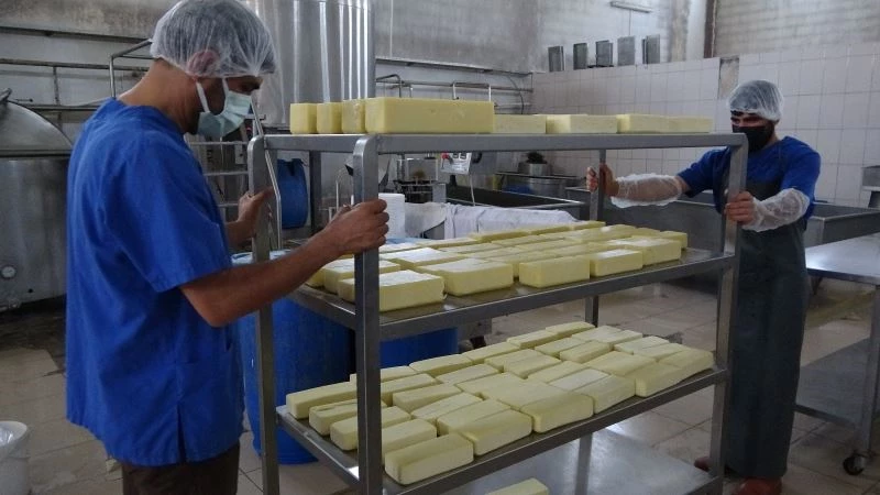 Karadeniz’in mıhlama peynir ihtiyacı Muş’tan
