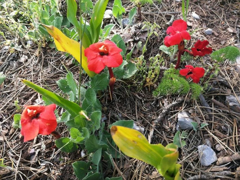 Kardeş kanı çiçeği Amanosları renklendiriyor

