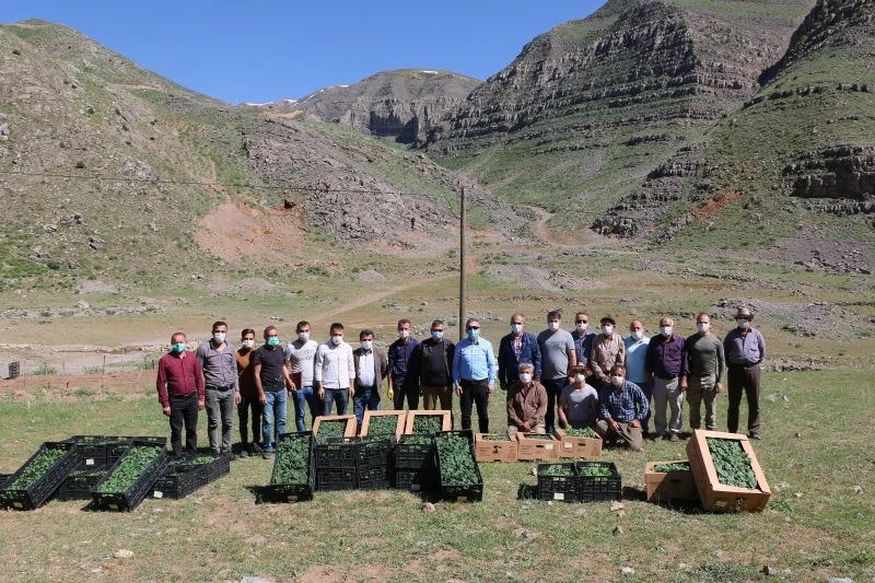 Terörden arındırılan yaylalar devletin desteği sayesinde üretici ile yeniden hayat buluyor
