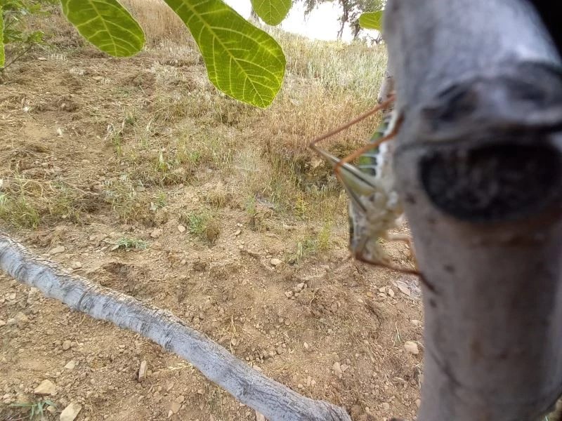 Aydın’da incir bahçeleri çekirge istilasına uğramaya başladı
