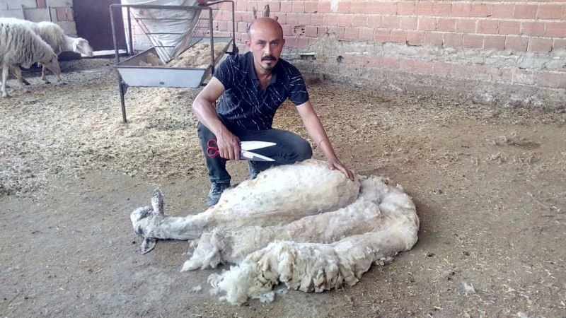 Kınalı kuzulara bayram makyajı
