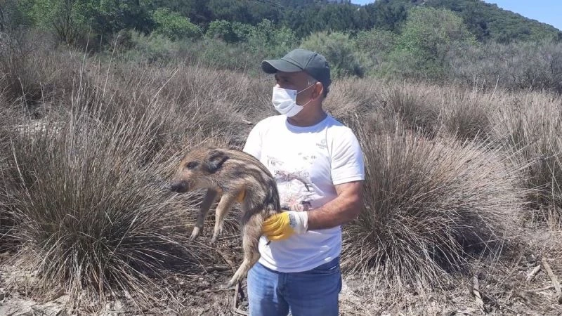 Kuşadası’nda annelerini kaybeden yavru domuzlar doğal yaşamlarına bırakıldı
