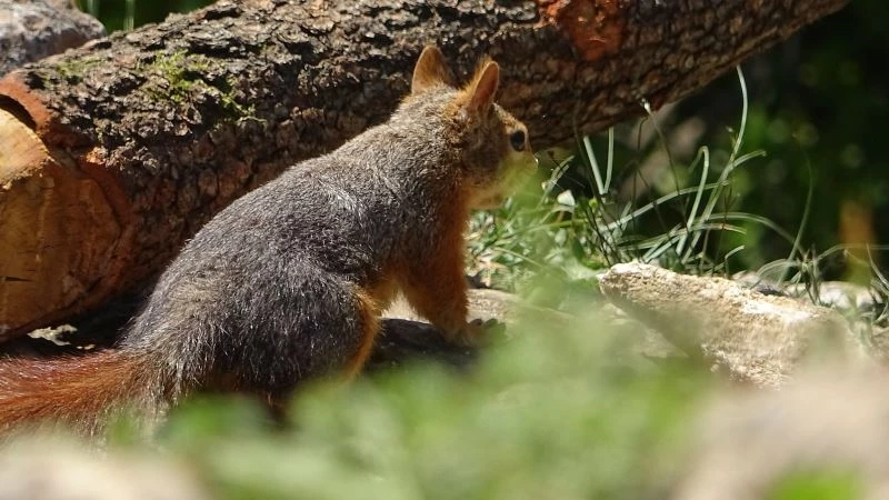 Sincapla ormandaki randevusuna bir gün bile geç kalmadı
