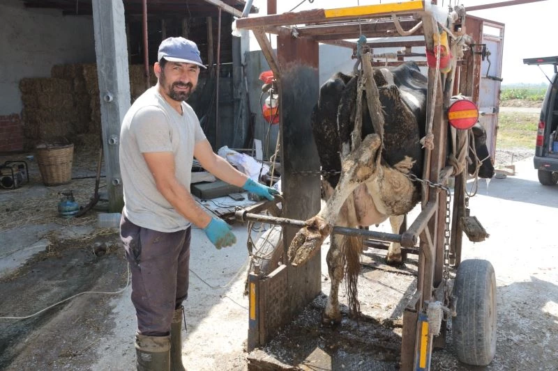 (Özel) Büyükbaş hayvanlara önce pedikür sonra oje
