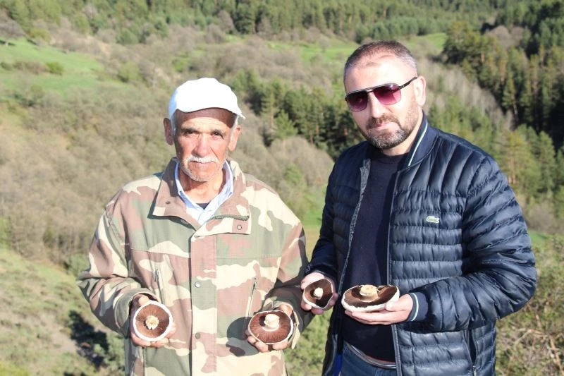 Coreker Yaylası’nda doğal mantarlar çıkmaya başladı
