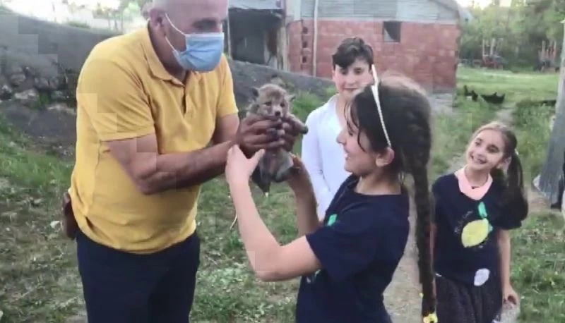 Sulama havuzunda mahsur kalan yavru tilkiler kurtarıldı
