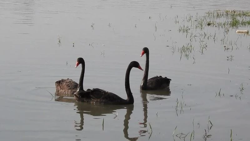 Bu şehirde gece gündüz kuşları gözetleyen birileri var
